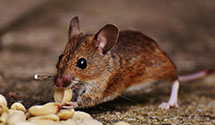 24 Hour & Emergency Exterminators in Palm City, FL